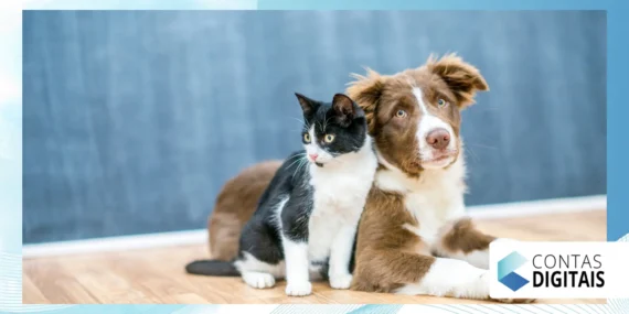 Hospedagem para pets: como funciona esse negócio